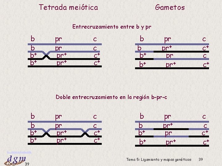 Tetrada meiótica Gametos Entrecruzamiento entre b y pr b b b+ b+ pr pr