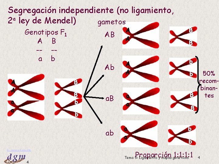 Segregación independiente (no ligamiento, 2 a ley de Mendel) gametos Genotipos F 1 A