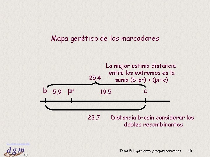 Mapa genético de los marcadores La mejor estima distancia entre los extremos es la