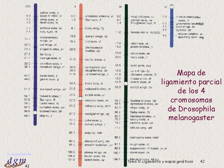 Mapa de ligamiento parcial de los 4 cromosomas de Drosophila melanogaster Dr. Antonio Barbadilla