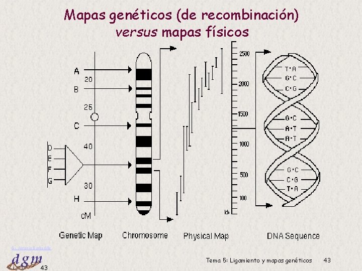 Mapas genéticos (de recombinación) versus mapas físicos Dr. Antonio Barbadilla 43 Tema 5: Ligamiento