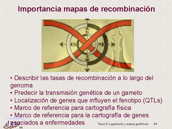Importancia mapas de recombinación • Describir Ias tasas de recombinación a lo largo del