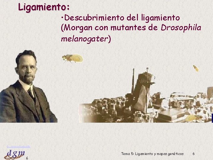 Ligamiento: • Descubrimiento del ligamiento (Morgan con mutantes de Drosophila melanogater) Dr. Antonio Barbadilla