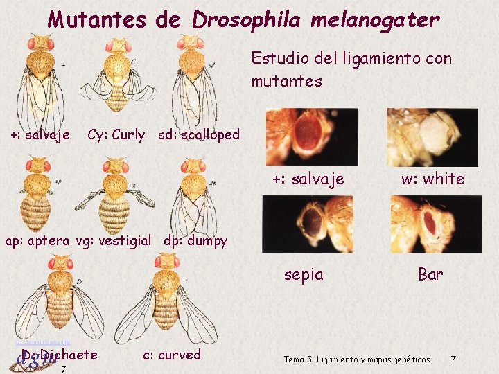 Mutantes de Drosophila melanogater Estudio del ligamiento con mutantes +: salvaje Cy: Curly sd: