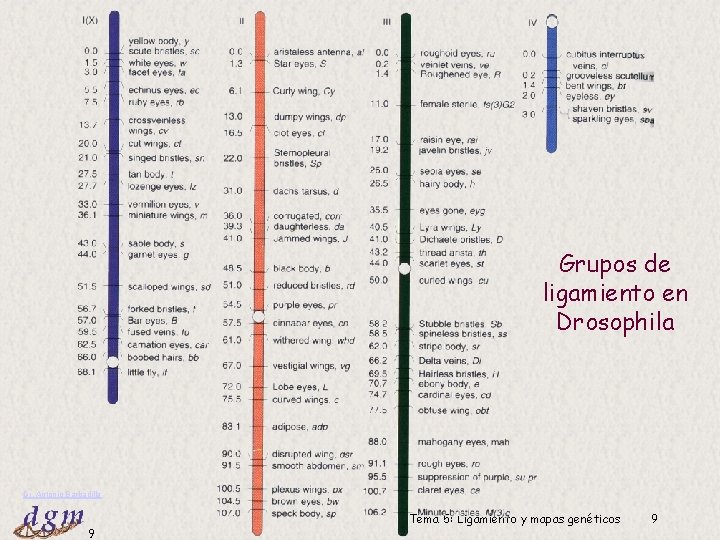 Grupos de ligamiento en Drosophila Dr. Antonio Barbadilla 9 Tema 5: Ligamiento y mapas