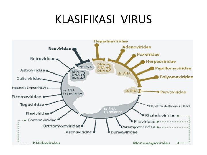 KLASIFIKASI VIRUS 