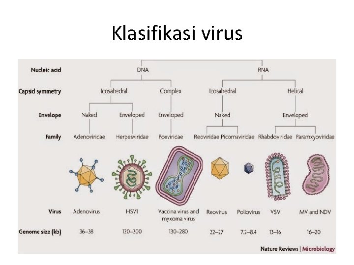 Klasifikasi virus 