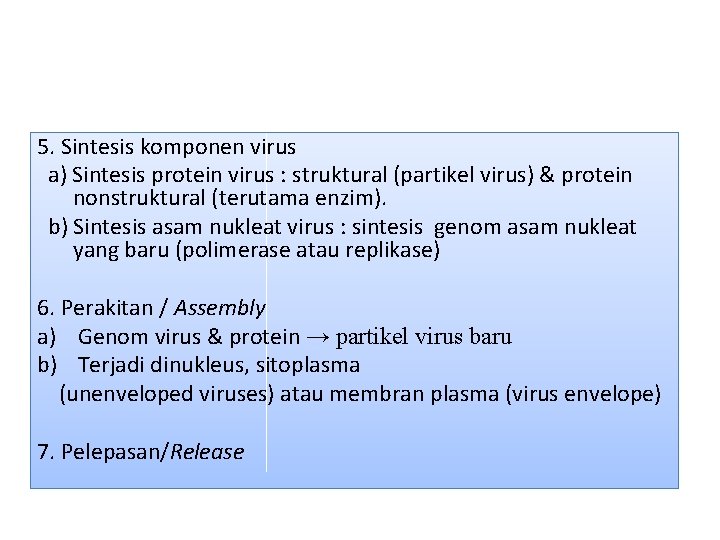 5. Sintesis komponen virus a) Sintesis protein virus : struktural (partikel virus) & protein