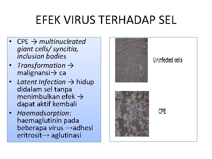 EFEK VIRUS TERHADAP SEL • CPE → multinucleated giant cells/ syncitia, inclusion bodies •