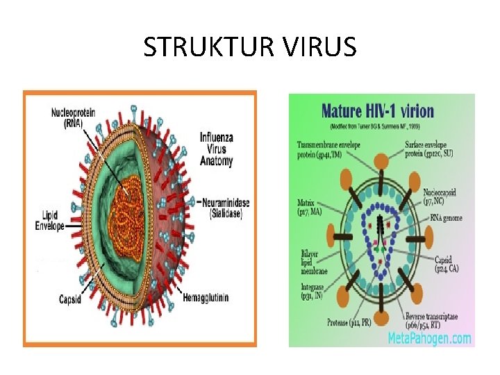 STRUKTUR VIRUS 