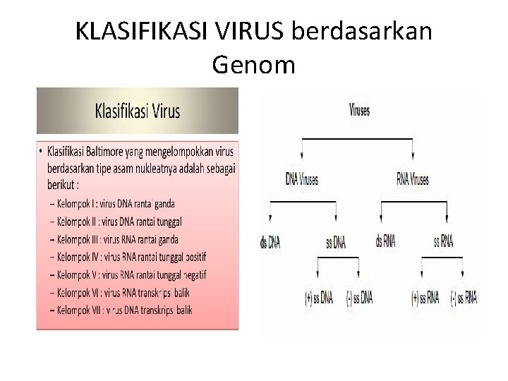 KLASIFIKASI VIRUS berdasarkan Genom 
