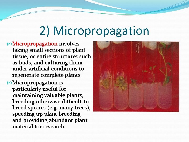 2) Micropropagation involves taking small sections of plant tissue, or entire structures such as