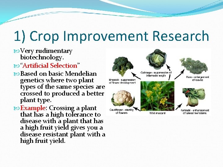 1) Crop Improvement Research Very rudimentary biotechnology. “Artificial Selection” Based on basic Mendelian genetics