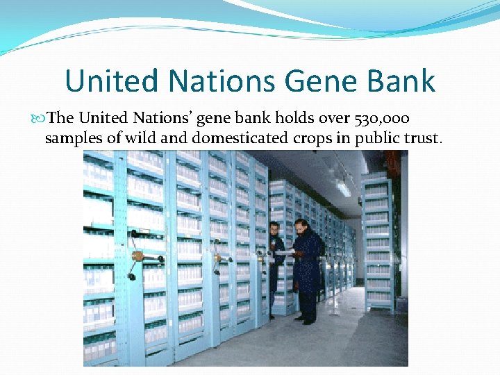United Nations Gene Bank The United Nations’ gene bank holds over 530, 000 samples