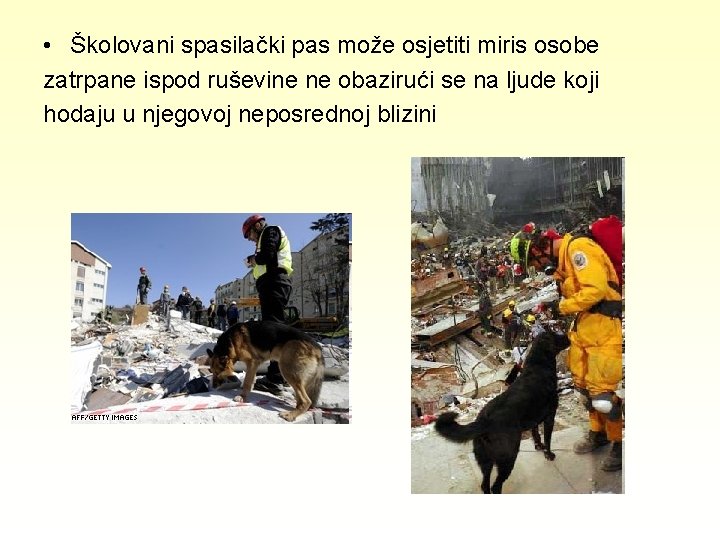  • Školovani spasilački pas može osjetiti miris osobe zatrpane ispod ruševine ne obazirući