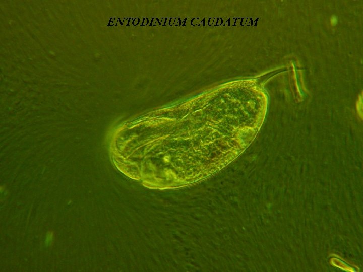 ENTODINIUM CAUDATUM 