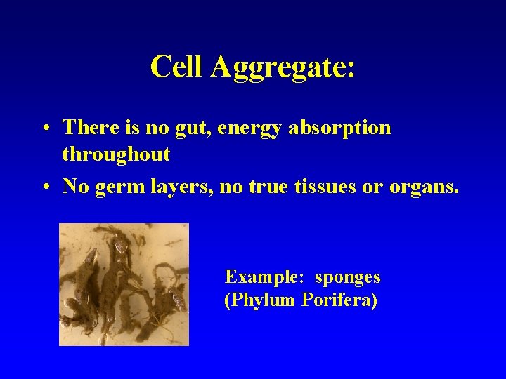 Cell Aggregate: • There is no gut, energy absorption throughout • No germ layers,
