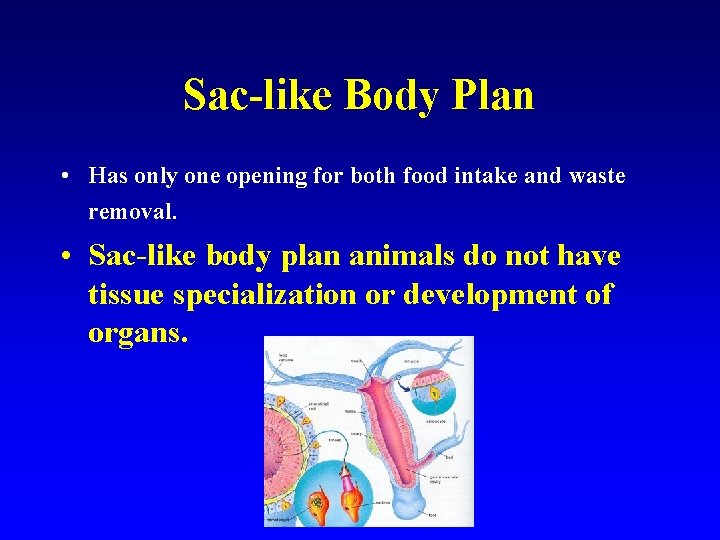 Sac-like Body Plan • Has only one opening for both food intake and waste