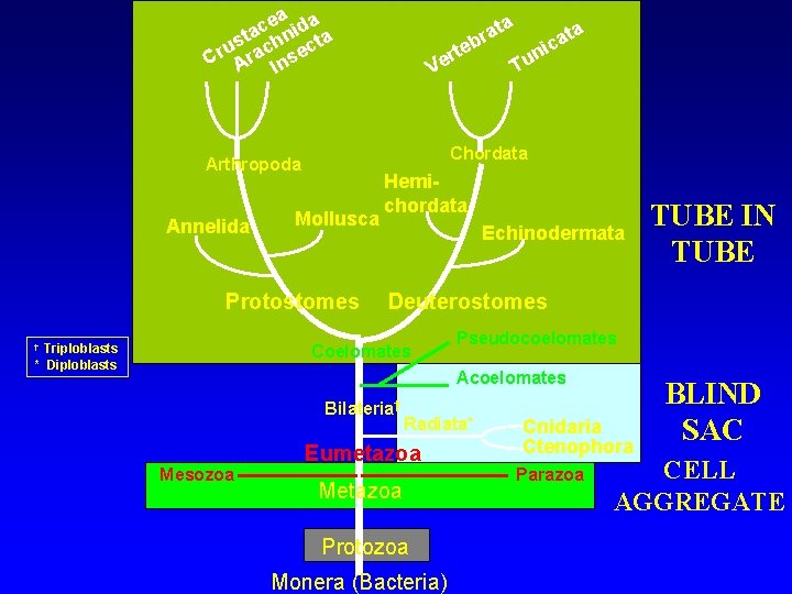 ea ida c sta chn cta u Cr Ara Inse Mollusca Protostomes Triploblasts *