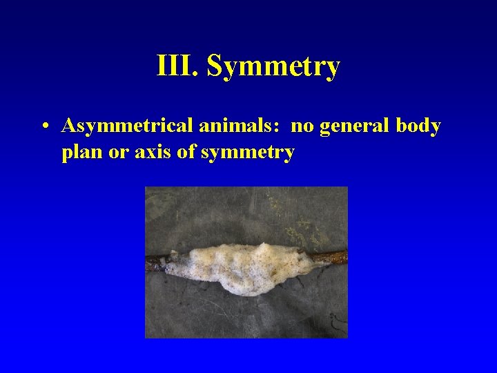 III. Symmetry • Asymmetrical animals: no general body plan or axis of symmetry 