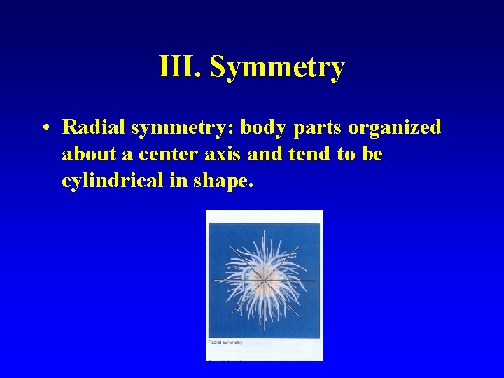 III. Symmetry • Radial symmetry: body parts organized about a center axis and tend