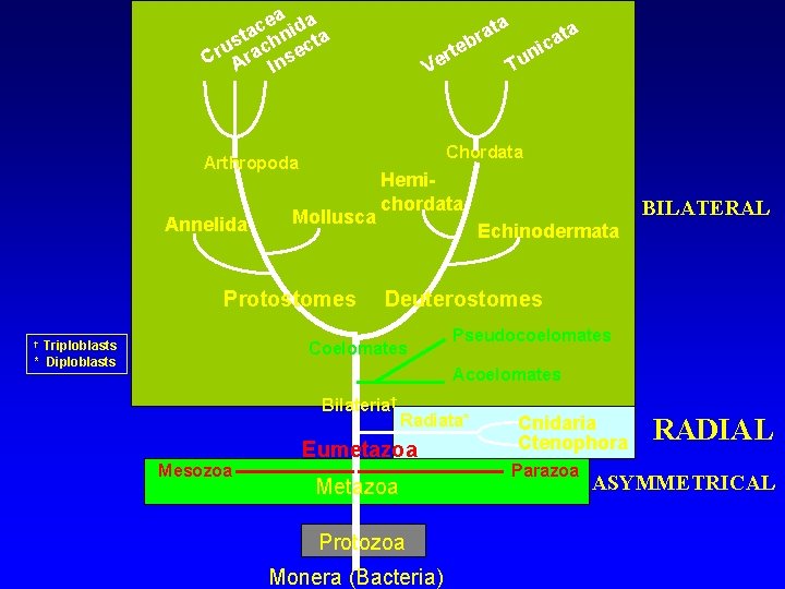 ea ida c sta chn cta u Cr Ara Inse Mollusca Protostomes Triploblasts *