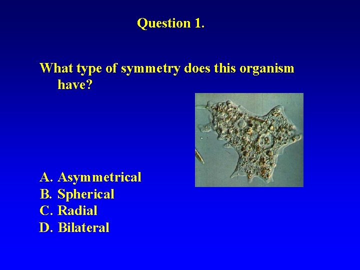 Question 1. What type of symmetry does this organism have? A. Asymmetrical B. Spherical