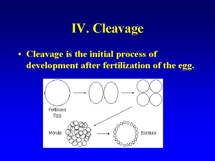 IV. Cleavage • Cleavage is the initial process of development after fertilization of the