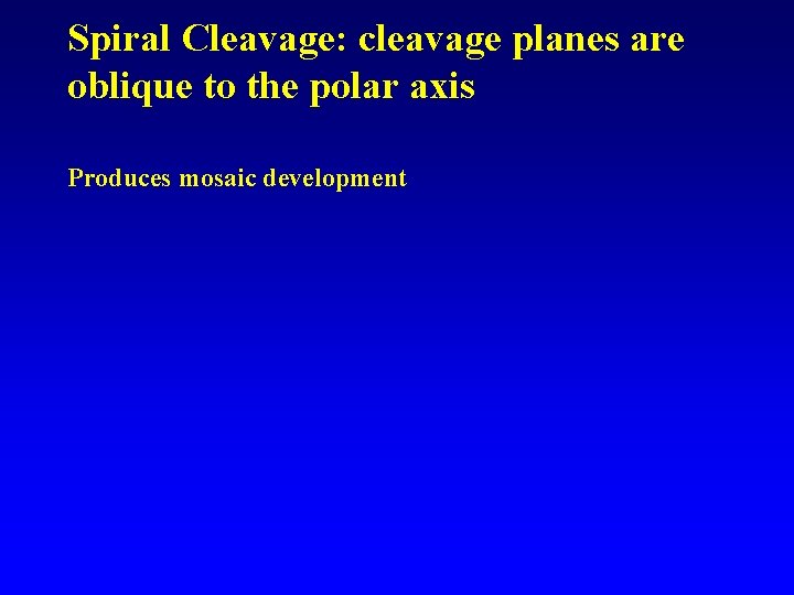 Spiral Cleavage: cleavage planes are oblique to the polar axis Produces mosaic development 