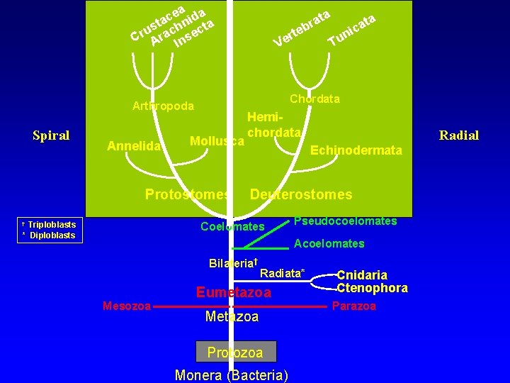 ea ida c sta chn cta u Cr Ara Inse Annelida Mollusca Protostomes Triploblasts