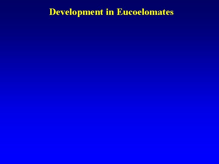 Development in Eucoelomates 