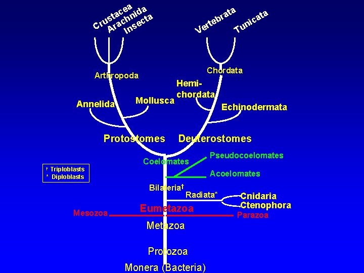 ea ida c sta chn cta u Cr Ara Inse Mollusca Protostomes Triploblasts *