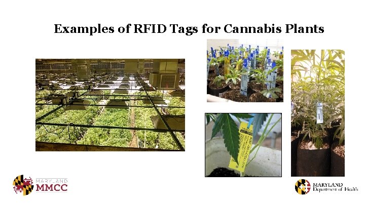 Examples of RFID Tags for Cannabis Plants 