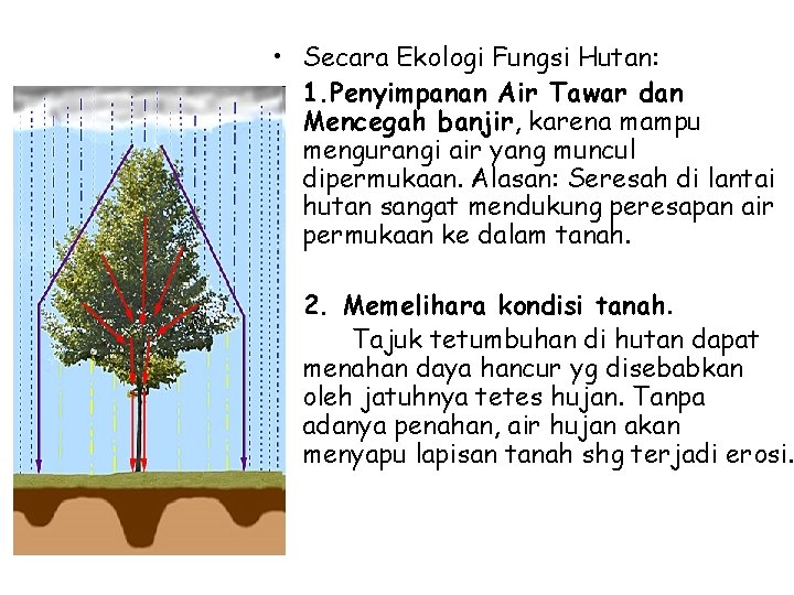  • Secara Ekologi Fungsi Hutan: 1. Penyimpanan Air Tawar dan Mencegah banjir, karena