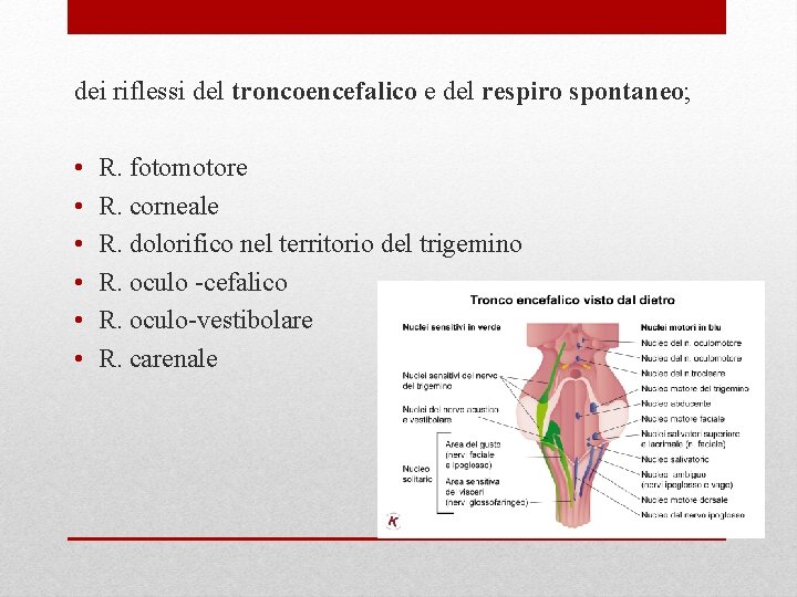 dei riflessi del troncoencefalico e del respiro spontaneo; • • • R. fotomotore R.