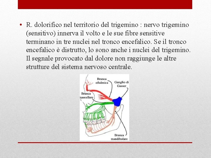  • R. dolorifico nel territorio del trigemino : nervo trigemino (sensitivo) innerva il