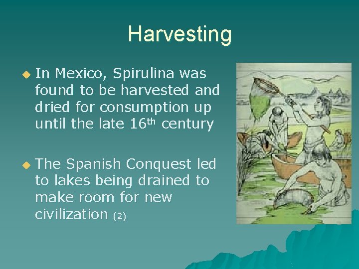 Harvesting u u In Mexico, Spirulina was found to be harvested and dried for