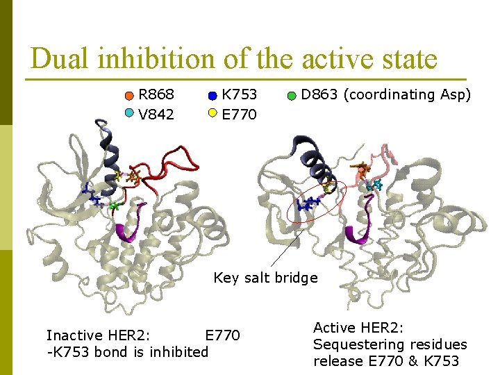 Dual inhibition of the active state R 868 V 842 K 753 E 770