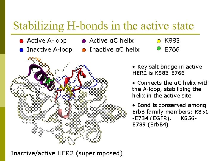 Stabilizing H-bonds in the active state Active A-loop Active αC helix K 883 Inactive