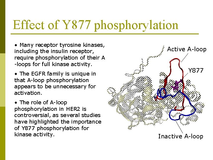 Effect of Y 877 phosphorylation • Many receptor tyrosine kinases, including the insulin receptor,