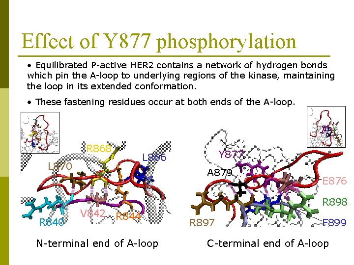 Effect of Y 877 phosphorylation • Equilibrated P-active HER 2 contains a network of