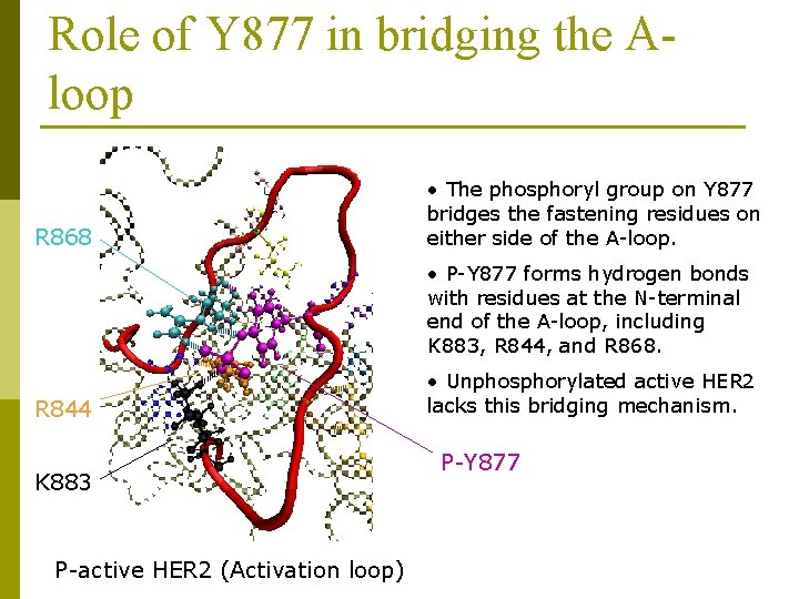 Role of Y 877 in bridging the Aloop R 868 • The phosphoryl group