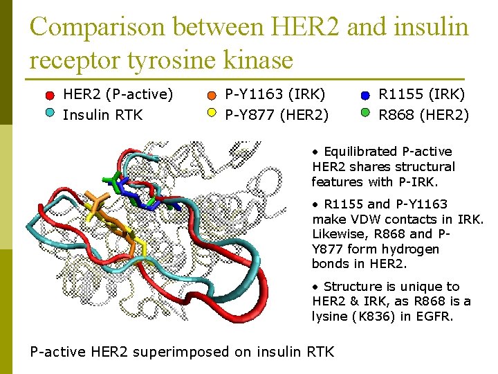 Comparison between HER 2 and insulin receptor tyrosine kinase HER 2 (P-active) P-Y 1163