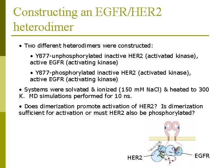 Constructing an EGFR/HER 2 heterodimer • Two different heterodimers were constructed: • Y 877