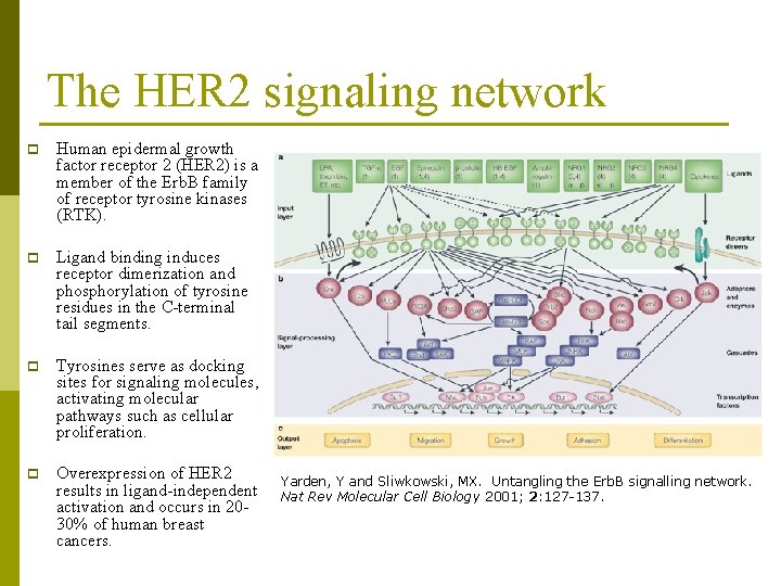 The HER 2 signaling network p Human epidermal growth factor receptor 2 (HER 2)