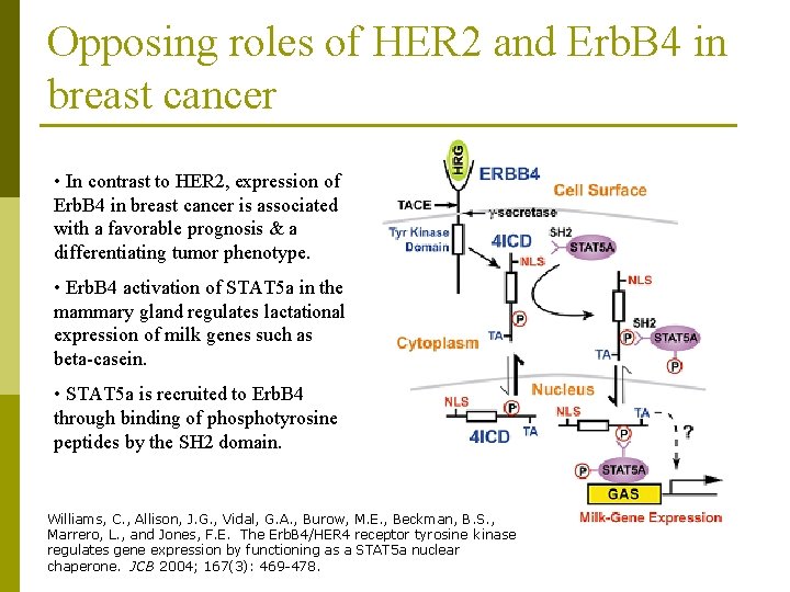 Opposing roles of HER 2 and Erb. B 4 in breast cancer • In