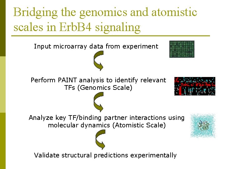Bridging the genomics and atomistic scales in Erb. B 4 signaling Input microarray data