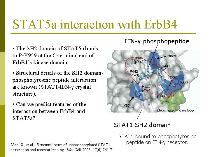 STAT 5 a interaction with Erb. B 4 IFN-γ phosphopeptide • The SH 2