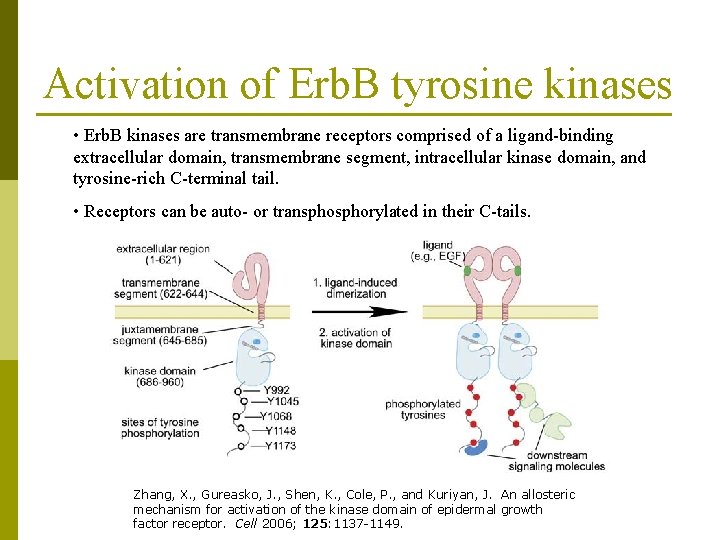 Activation of Erb. B tyrosine kinases • Erb. B kinases are transmembrane receptors comprised