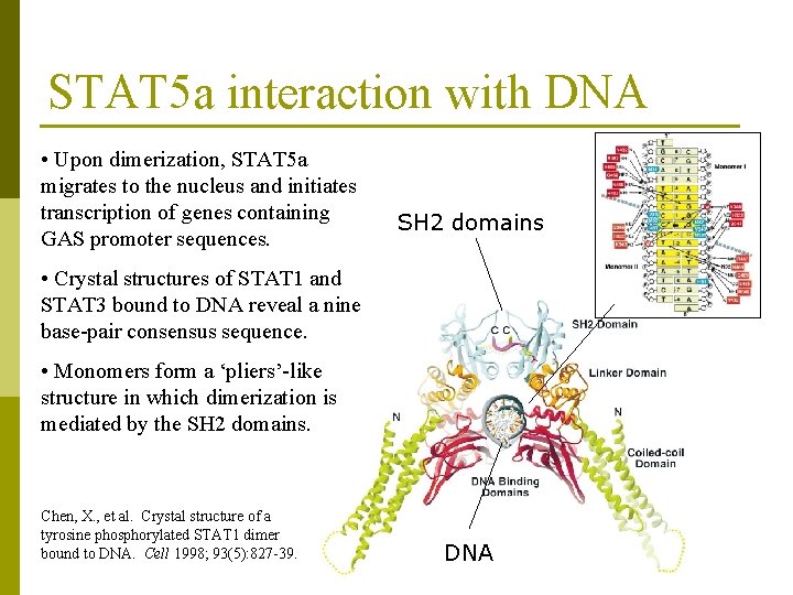 STAT 5 a interaction with DNA • Upon dimerization, STAT 5 a migrates to